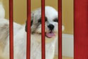 Configurable Pet Gate