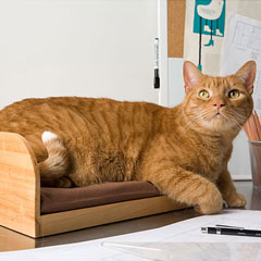 The Refined Feline Kitt-In Box Desktop Cat Bed