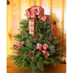 Jeweled Ribbon 18-inch Fresh-Cut Maine Balsam Tabletop Tree